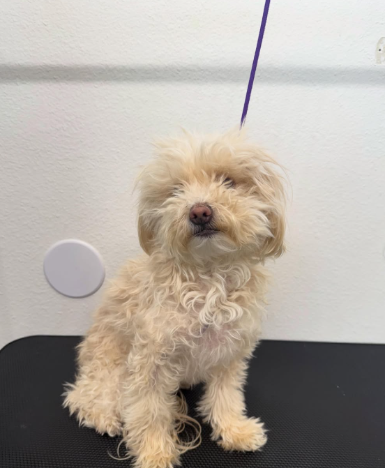 Pet grooming client transformation
